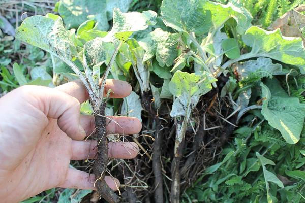 Foraged Burdock Root