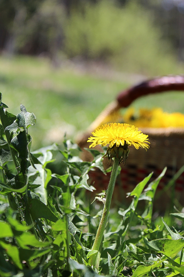 Dandelion Blossom Edible and Medicinal