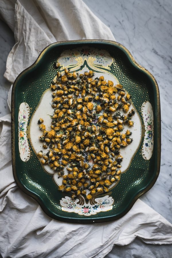 A green metal tray filled with dried dandelion flowers.