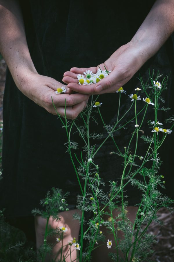 Close up of a woman's hands picking chamomile flowers.