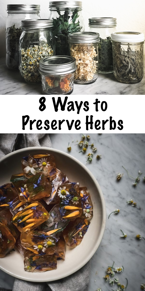 8 Ways to Preserve Herbs ~ There are so many creative ways to preserve both medicinal and culinary herbs. Here's a few fun ways to put up the bounty of your herb garden. #foodpreservation #preservingherbs #herbs #herbalist #forage #foraging #wildcrafting #survival #homestead 