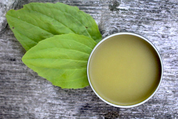 Plantain Salve is generally used for minor cuts and abrasions.