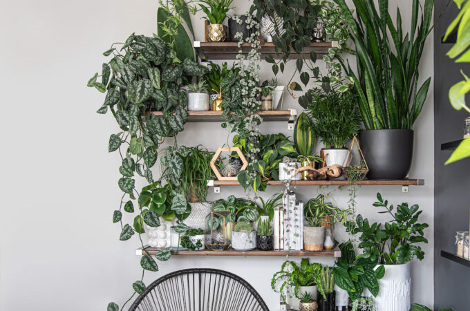 DIY Houseplant Shelf