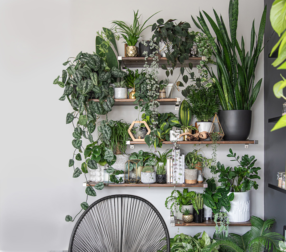 DIY Houseplant Shelf