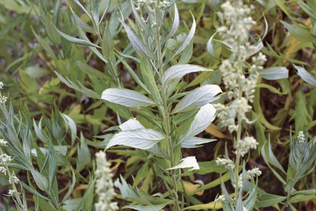 Herbal Smudge Sticks with Mugwort and Lavender - Adamant Living