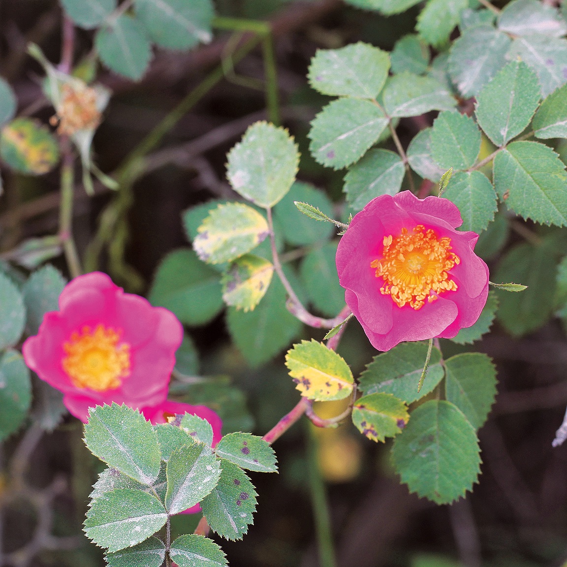Backyard Herbal Apothecary wild rose identification