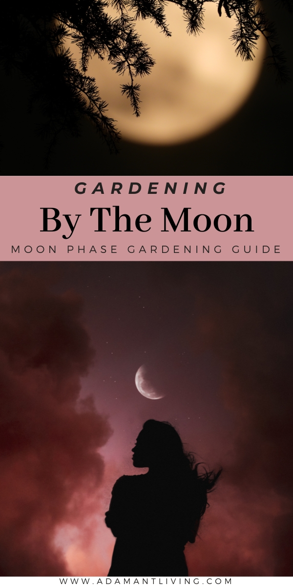 Moon Phase Garden Guide